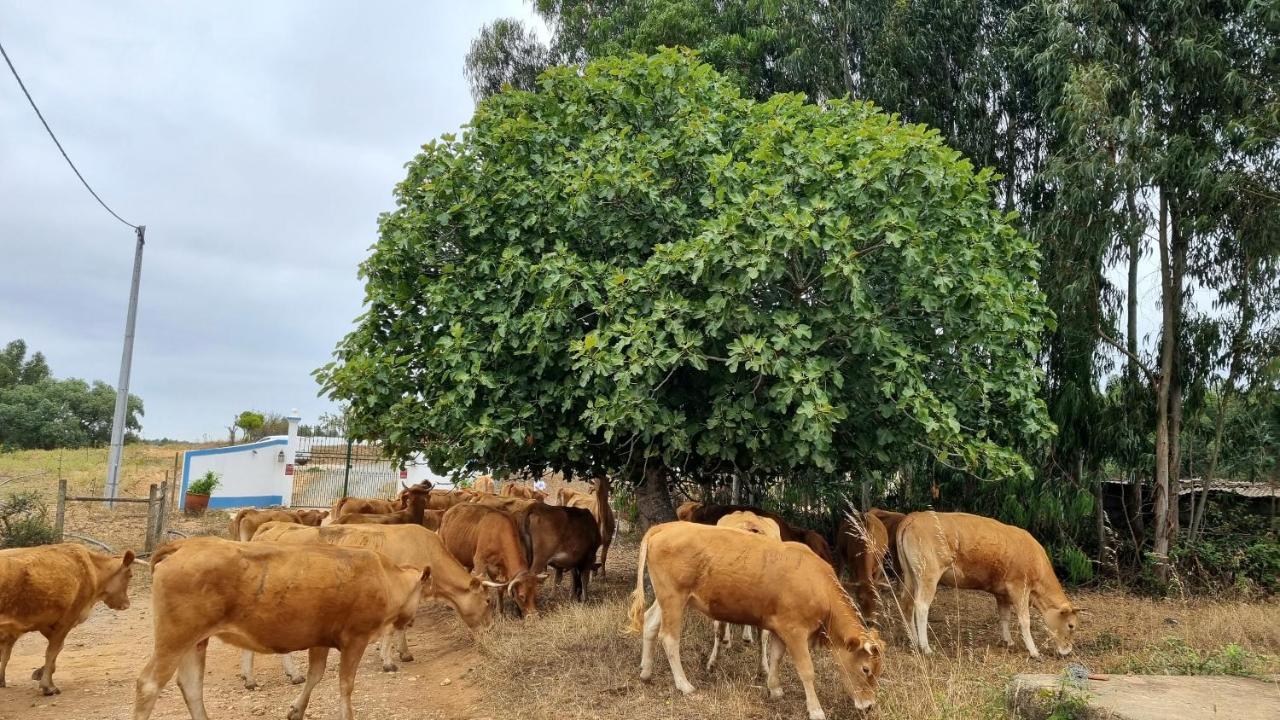 Herdade Monte Novo Do Pocinho Cercal do Alentejo Exterior foto